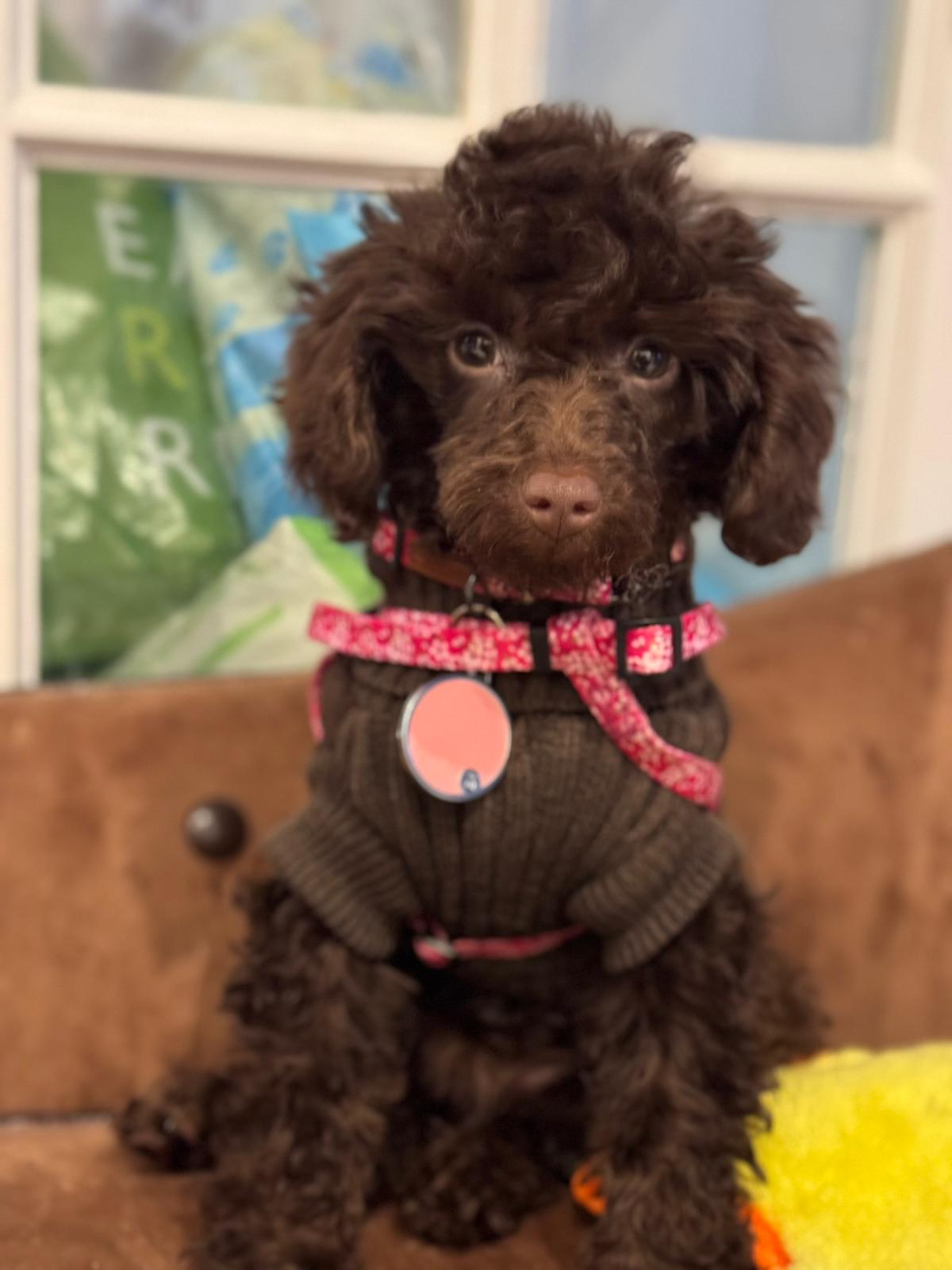 Adult Teacup Poodle